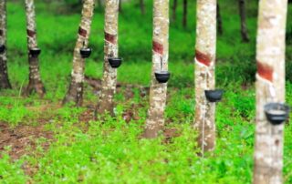 Tree wise Record Management A Plantation Accelerant | FarmERP