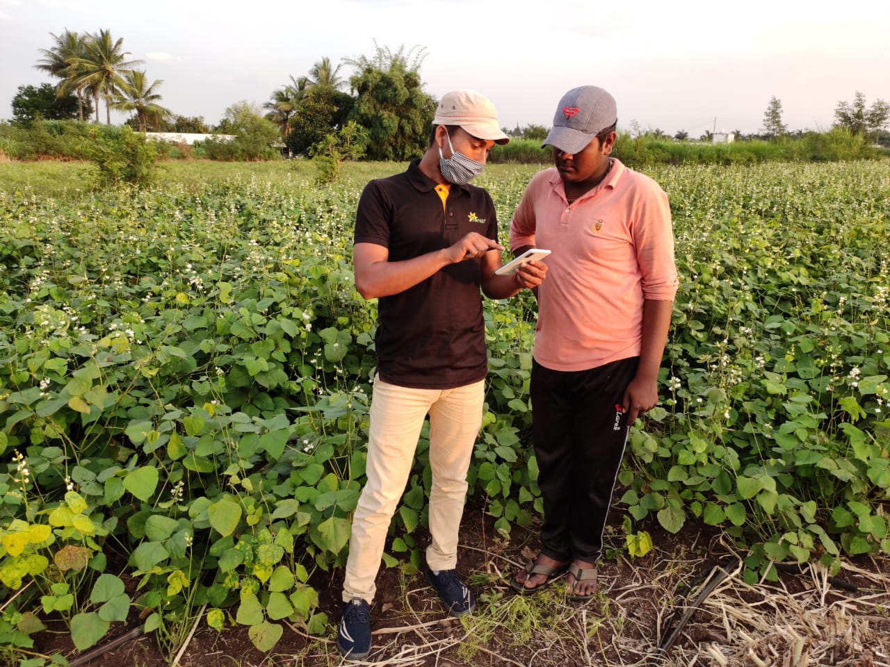 uberization-of-agriculture-a-game-changing-project-for-smallholder-vegetable-growers | FarmERP uberization-of-agriculture-a-game-changing-project-for-smallholder-vegetable-growers | FarmERP